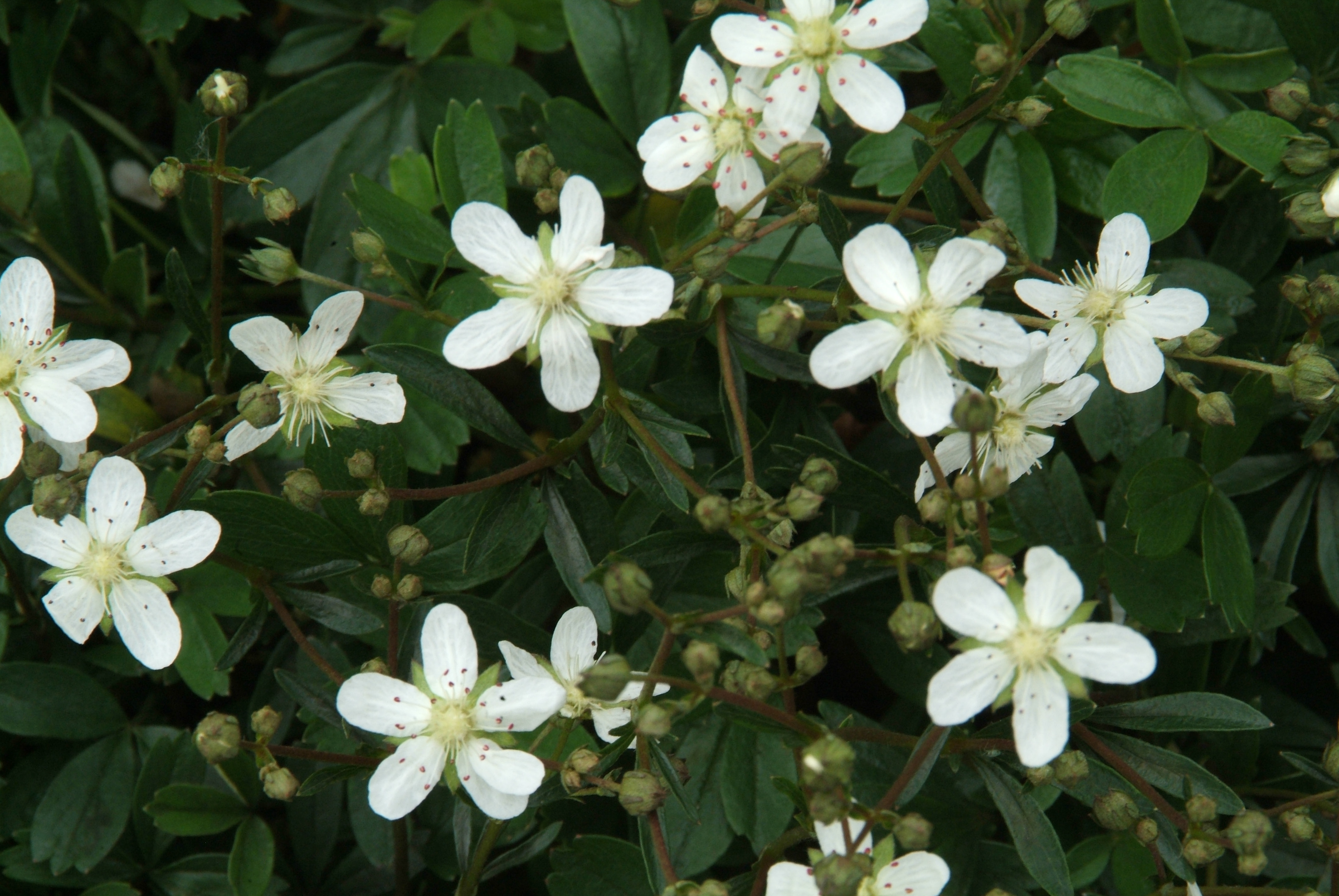 Potentilla tridentata 'Nuuk' bestellen